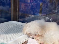 -FAELING PETS美天灵宠物(富力广场店)