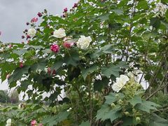 -两河城市森林公园