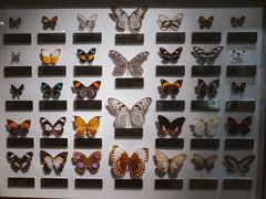 -上海昆虫博物馆