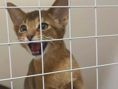 -猫十亿·布偶金渐层·曼基康矮脚猫舍(青年路店)