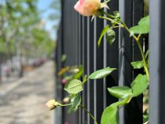 -上海市平和双语学校