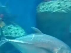 川味王烤石斑鱼-南海渔家•海鲜•正宗海南菜(海棠湾店)