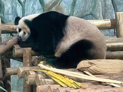 -深圳野生动物园