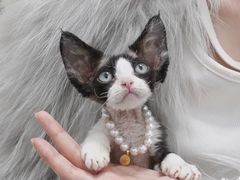 -山宅一喵德文卷毛猫舍
