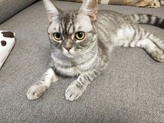 -圣宠动物医院·犬猫专科·影像中心·外科中心