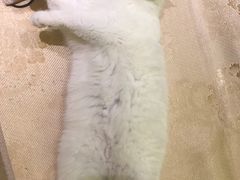 -宠颐生中康贝怡动物医院