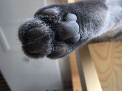 -猫的茶·猫咖