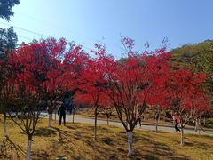 -广州市帽峰山景区
