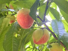 -老袁家蜜桃农场·阳山水蜜桃