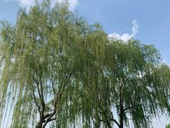 -青枫公园