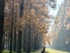 -黄海国家森林公园