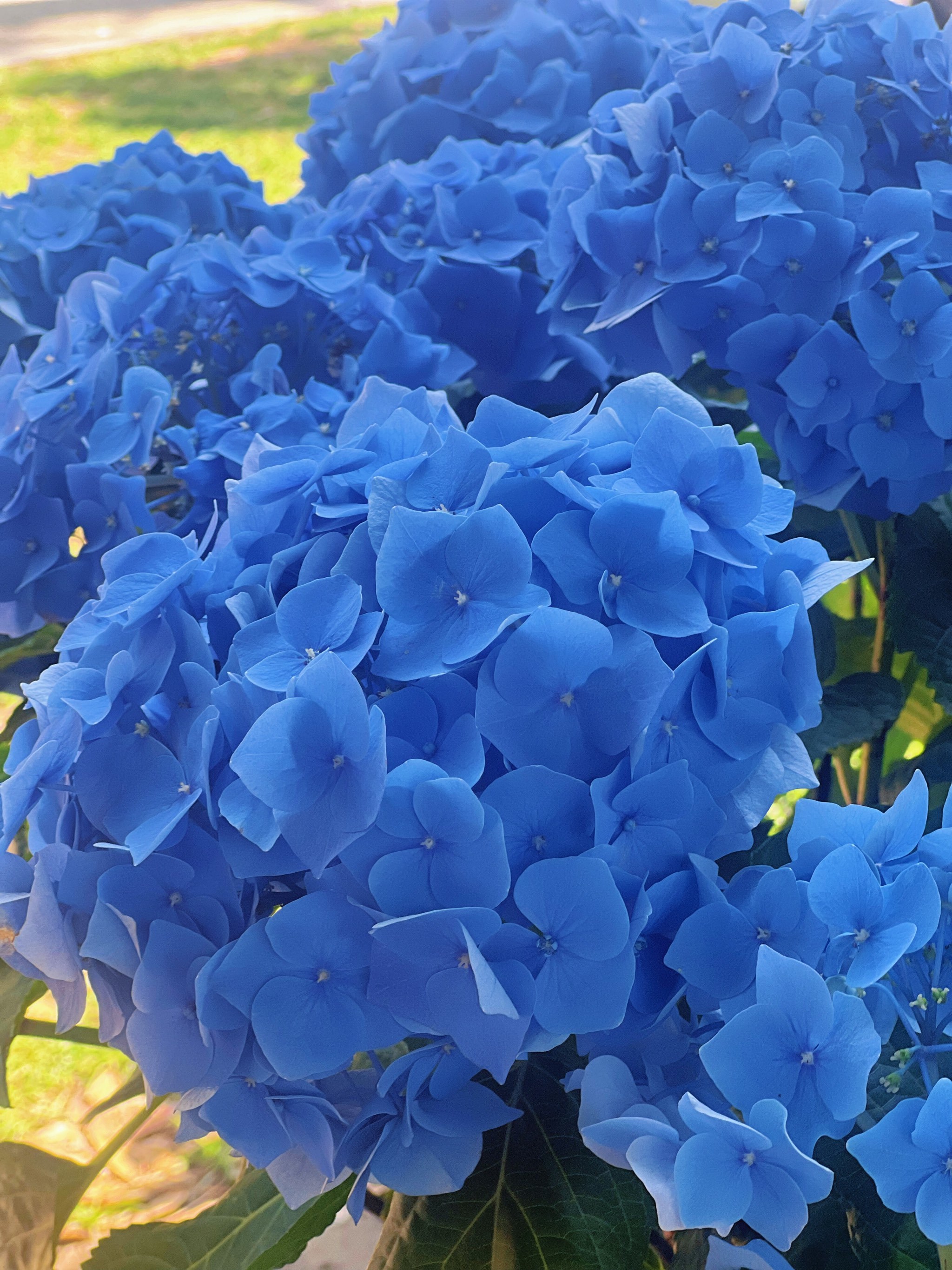 选哪张发朋友圈啊?南京绣球花美到纠结症犯了!