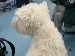 -北京赛佳动物医院