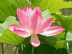 -陈家山荷花公园