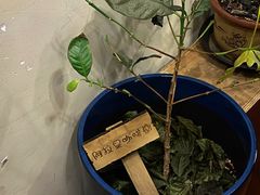 -HUG COFFEE(鼓楼店)