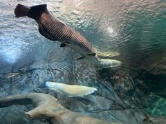 -上海海洋水族馆