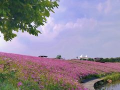 -大塘金香草谷