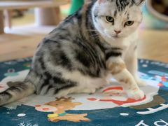 -猫和宫(六道口店)