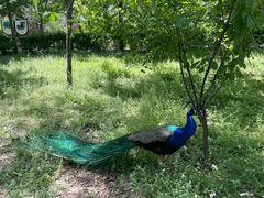 -北京麋鹿生态实验中心