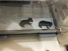 -北京恒爱动物医院(清景园分院)