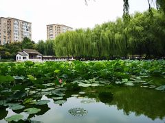 -团结湖公园