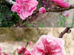 -南国桃园旅游度假区