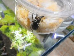 -上海大自然野生昆虫馆(东方明珠·爬宠昆虫探索中心)