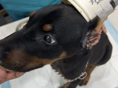 -pd派德宠物中心医院24H急重症·眼科中心·血液透析中心(嵩山北路店)