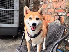 -柴犬高等学院·狗咖·柴犬售卖·宠物训练