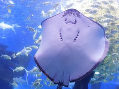 -江和美海洋公园