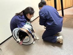 -御宝贝24h宠物医院·转诊中心·CT核磁血透中心(厦门总院)