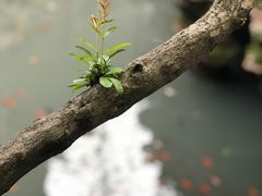 -忆秦园小笼包(惠山古镇总店)