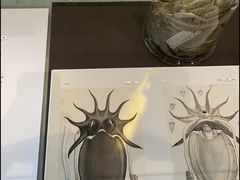 -墨尔本博物馆(Melbourne Museum)