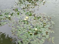 -万顷园艺世界