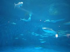 -鹿儿岛水族馆