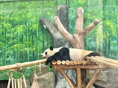 -灵玲国际马戏城