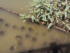 -映月湖公园