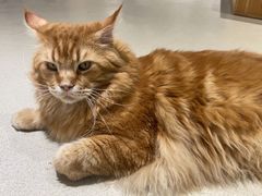 -藏猫猫咖啡主题馆(中央大道店)