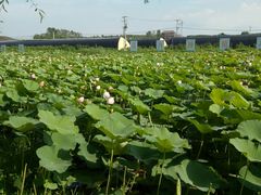 -北纬44度·金珠花海休闲农业旅游景区