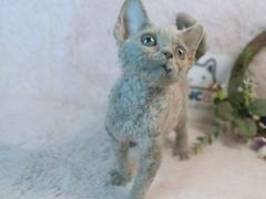 -十年猫舍·猫咪专门店(普陀店)