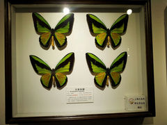 android_upload_pic-上海大自然野生昆虫馆
