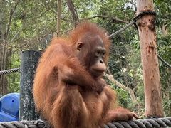 -广州长隆野生动物世界