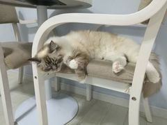 -喵的天空名猫咖啡馆·撸猫·猫舍·用品