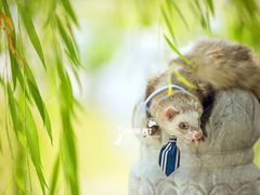 -超宠爱宠物摄影-Super pet