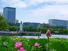 -莲花池公园