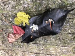 -紫海香堤香草艺术庄园