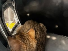-艾吉宠物医院·疑难杂症转诊中心·猫友好(碧江路院)