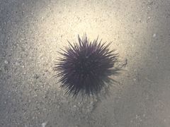 -塞尔夫岛