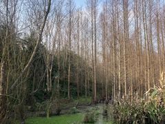 -桤木河湿地公园