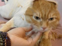 猫剃光光-.-哈凉快.jpg-喵汪宠物生活馆(涞坊路店)